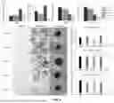 Fig. 05 - DISSOLVABLE GELATIN-BASED MICROCARRIERS GENERATED THROUGH DROPLET MICROFLUIDICS FOR EXPANSION AND CULTURE OF MESENCHYMAL STROMAL CELL