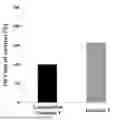 Fig. 01 - EARLY MESENCHYMAL STEM CELLS WITH REDUCED AGING AND PRESERVED STEM CELL ABILITY, AND CULTURING METHOD THEREFOR