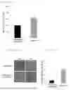 Fig. 02 - EARLY MESENCHYMAL STEM CELLS WITH REDUCED AGING AND PRESERVED STEM CELL ABILITY, AND CULTURING METHOD THEREFOR