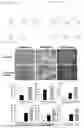 Fig. 04 - EARLY MESENCHYMAL STEM CELLS WITH REDUCED AGING AND PRESERVED STEM CELL ABILITY, AND CULTURING METHOD THEREFOR