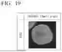 Fig. 17 - MEDIUM FOR CULTURING AND EXPANDING NEPHRON PROGENITOR CELLS, METHOD FOR CULTURING AND EXPANDING NEPHRON PROGENITOR CELLS, AND METHOD FOR PRODUCING RENAL ORGANOIDS