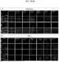 Fig. 13 - COMPOSITIONS AND METHODS TO IMPROVE IPSC-EC FUNCTION