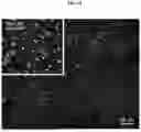 Fig. 15 - COMPOSITIONS AND METHODS TO IMPROVE IPSC-EC FUNCTION