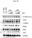 Fig. 20 - COMPOSITIONS AND METHODS TO IMPROVE IPSC-EC FUNCTION