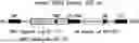 Fig. 01 - Oncolytic viruses targeting STAT3