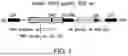 Fig. 02 - Oncolytic viruses targeting STAT3