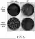 Fig. 06 - Oncolytic viruses targeting STAT3