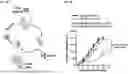 Fig. 02 - METHODS OF TREATING CANCER USING TIGIT-AND LIGHT-BASED CHIMERIC PROTEINS