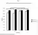 Fig. 02 - M Hyo Multivalent Vaccine and Uses Thereof