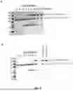 Fig. 05 - RECOMBINANT NEPROSIN POLYPEPTIDES AND METHODS OF EXPRESSION