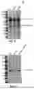 Fig. 07 - RECOMBINANT NEPROSIN POLYPEPTIDES AND METHODS OF EXPRESSION