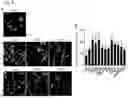 Fig. 07 - AGENT FOR ACTIVATING A NEURON