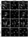 Fig. 01 - FUNCTIONALIZED SHIGA TOXIN B-SUBUNIT (STxB) PROTEINS AND CONJUGATES THEREOF