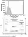 Fig. 17 - Electrical enhancement of bilayer formation
