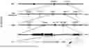 Fig. 07 - CEREAL GRAIN WITH THICKENED ALEURONE
