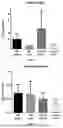 Fig. 02 - LACTOBACILLI FOR TREATING CARDIAC DYSFUNCTION
