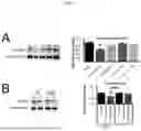 Fig. 02 - COMPOSITIONS AND METHODS FOR TREATMENT OF PEDIATRIC PAIN