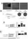 Fig. 06 - COMPOSITIONS AND METHODS FOR TREATMENT OF PEDIATRIC PAIN