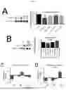Fig. 12 - COMPOSITIONS AND METHODS FOR TREATMENT OF PEDIATRIC PAIN