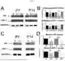 Fig. 17 - COMPOSITIONS AND METHODS FOR TREATMENT OF PEDIATRIC PAIN
