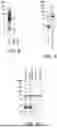 Fig. 08 - CROSS-PROTECTIVE ANTIGENS FOR VACCINATION