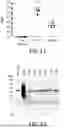 Fig. 09 - CROSS-PROTECTIVE ANTIGENS FOR VACCINATION