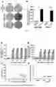 Fig. 06 - Attenuated Virus of Flavivirus Virus and Use Thereof
