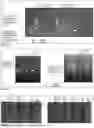 Fig. 02 - IMMUNOGENIC FORMULATION CONTAINING ONE OR MORE MODIFIED BCG STRAINS EXPRESSING A SARS-CoV-2 PROTEIN, USEFUL FOR PREVENTING, TREATING, OR ATTENUATING THE DEVELOPMENT OF COVID-19