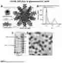 Fig. 02 - Glycoengineered protein nanoparticles and uses thereof