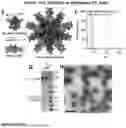 Fig. 03 - Glycoengineered protein nanoparticles and uses thereof