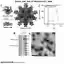 Fig. 04 - Glycoengineered protein nanoparticles and uses thereof