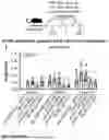 Fig. 07 - Glycoengineered protein nanoparticles and uses thereof