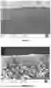 Fig. 07 - Release Capsule, Polymeric Solution, Method of Producing Capsules, Encapsulated Urea for Use in Soil Correction, Polymeric Material for Release of a Release Compound, Polymeric Controlled Release System, Method of Controlled Release, Application Composition and Soil Repairing Agent
