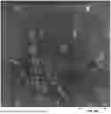 Fig. 01 - Rubber composition with dual fillers reinforcement