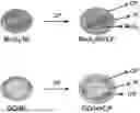 Fig. 01 - CONDUCTIVE PASTE BASED ON NANO-HYBRID MATERIALS