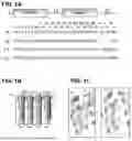 Fig. 02 - METHOD FOR DESIGNING RNA BINDING PROTEIN UTILIZING PPR MOTIF, AND USE THEREOF