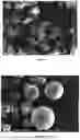 Fig. 05 - PROCESS FOR PREPARING MICROCAPSULES