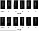 Fig. 10 - COMPOSITIONS AND METHODS FOR TREATING KERATIN FIBERS