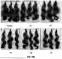 Fig. 13 - COMPOSITIONS AND METHODS FOR TREATING KERATIN FIBERS