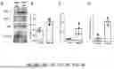 Fig. 05 - COMPOSITIONS AND METHODS USED FOR RETINAL ISCHEMIA OR DIABETES