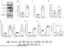 Fig. 08 - COMPOSITIONS AND METHODS USED FOR RETINAL ISCHEMIA OR DIABETES