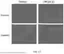 Fig. 17 - COMPOSITIONS AND METHODS USED FOR RETINAL ISCHEMIA OR DIABETES