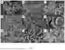 Fig. 02 - AMORPHOUS NON-POROUS SILICAS