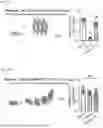 Fig. 05 - TOMATO-DERIVED SIJUL GENE REGULATING PHLOEM DEVELOPMENT AND USE THEREOF