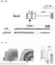 Fig. 13 - TOMATO-DERIVED SIJUL GENE REGULATING PHLOEM DEVELOPMENT AND USE THEREOF