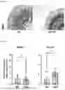 Fig. 14 - TOMATO-DERIVED SIJUL GENE REGULATING PHLOEM DEVELOPMENT AND USE THEREOF