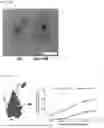 Fig. 22 - TOMATO-DERIVED SIJUL GENE REGULATING PHLOEM DEVELOPMENT AND USE THEREOF