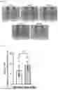 Fig. 23 - TOMATO-DERIVED SIJUL GENE REGULATING PHLOEM DEVELOPMENT AND USE THEREOF