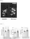 Fig. 27 - TOMATO-DERIVED SIJUL GENE REGULATING PHLOEM DEVELOPMENT AND USE THEREOF