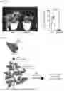 Fig. 31 - TOMATO-DERIVED SIJUL GENE REGULATING PHLOEM DEVELOPMENT AND USE THEREOF